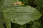 Green false hellebore